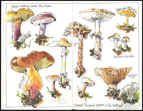 What could be more empowering and inspiring than living life, deeply connected to the world around us? Learn more about Wild Rhythms here: http://wild-rhythms.com/ Botanical Sketchbook, Mushroom Drawing, Nature Art Drawings, Nature Sketch, Theme Nature, Watercolor Journal, Garden Journal, Sketchbook Pages, Mushroom Art