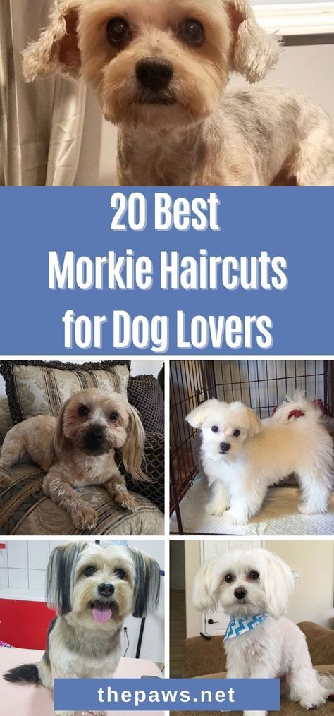 Looking for a grooming style for your MorkieTake a look at these 20 best Morkie haircuts that will look good on your fur baby Morkie Grooming Styles, Cute Morkie Haircuts, Morkie Teddy Bear Haircut, Morkie Puppies Haircuts, Small Dog Haircuts Style, Morky Puppy, Morkie Poos, Morkie Haircut Hairstyles Teddy Bears, Cute Dog Haircuts