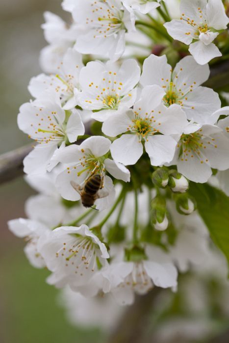 Natal Plum, Prunus Avium, Persian Silk Tree, Weeping Trees, Orchid Show, Greenhouse Plants, Wild Cherry, Cherry Trees, Silk Tree