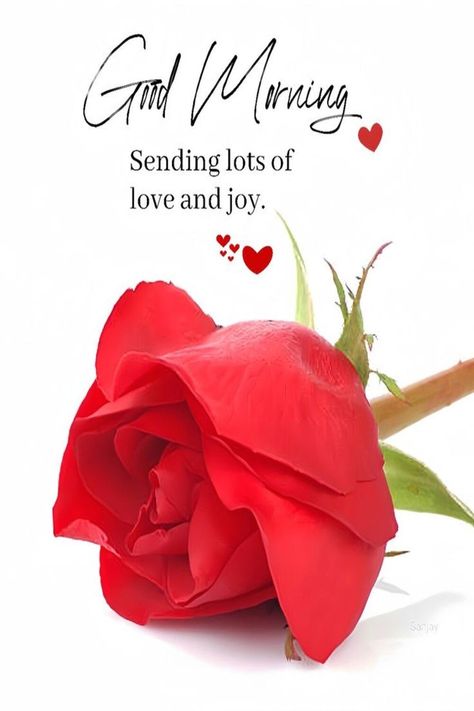 Beautiful Good Morning Images Flower, Good Morning Rose Images, Morning Massage, Beautiful Good Morning Images, Good Morning Dear Friend, Lovely Good Morning Images, Love Good Morning Quotes, Sending Lots Of Love, Good Morning Greeting Cards