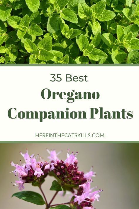 Improve your oregano garden with strategic companions through oregano companion planting. Knowing what to plant with oregano can significantly benefit its growth. Oregano thrives with various companion plants that complement oregano and provide mutual benefits, such as pest control and soil improvement. By understanding companion planting for oregano, you can create a harmonious garden ecosystem that promotes healthy growth and maximizes yield. Explore the possibilities of companion plants for oregano to optimize your garden's productivity and create a thriving herb patch. Whether you're cultivating oregano for cooking or its aromatic qualities, companion planting can help enhance your garden's success and ensure a vibrant, flourishing oregano harvest. Companion Plants For Cucumbers, Oregano Garden, Garden Ecosystem, Cucumbers And Tomatoes, Garden Companion Planting, Companion Plants, Cucumber Tomato, Soil Improvement, Companion Planting