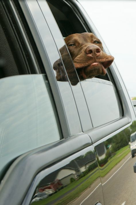 car ride Labrador Retriever Chocolate, Chocolate Labradors, Loose Leash Walking, Brown Labrador, Chocolate Labs, Lab Dogs, Labrador Retriever Puppies, Brown Chocolate, Rottweiler Puppies