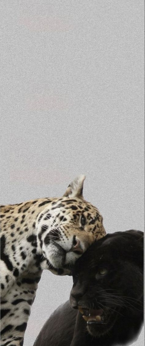 Macan Kumbang, Animale Rare, Cute Wild Animals, Leopards, Doberman, Aesthetic Iphone Wallpaper, Big Cats, Pretty Wallpapers, Aesthetic Art