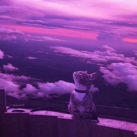 Foto Cartoon, Anak Haiwan, Violet Aesthetic, Purple Vibe, Dark Purple Aesthetic, Purple Themes, Purple Wallpaper Iphone, Cute Cat Wallpaper, Neon Aesthetic