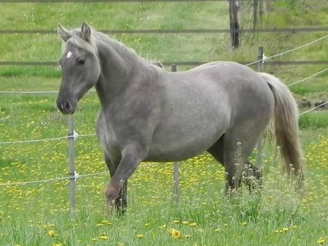 Foto Cowgirl, Horse Boarding, Most Beautiful Horses, Majestic Horse, All The Pretty Horses, Horse Crazy, Cute Horses, Horse Life, Appaloosa