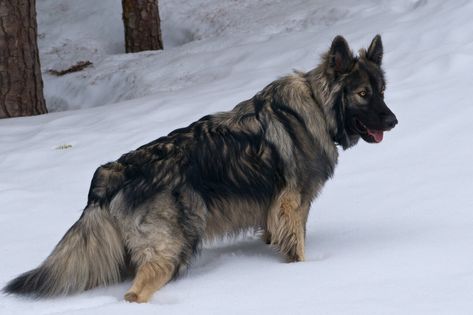 American Alsatian Dog | American Alsatian - characteristics, appearance and pictures American Alsatian, Dire Wolves, Big Dawgs, American Indian Dog, Shiloh Shepherd, Alsatian Dog, Spitz Dog, Big Dog Breeds, Adorable Dogs