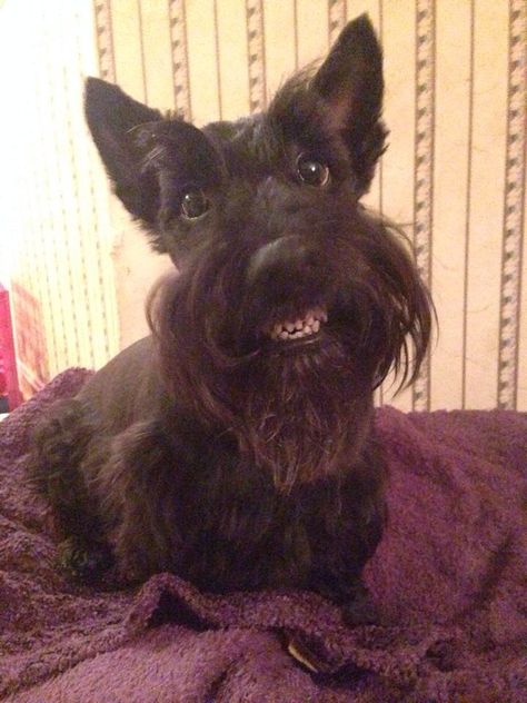 SMILE!!!! ♡... Re-pin by StoneArtUSA.com ~ affordable custom pet memorials for everyone. See more Pet Pics I Like here http://www.pinterest.com/stoneartusa/~-pet-pics-i-like-~-group-board/ Black Scottish Terrier, Dog Smiling, Toothy Grin, Scottie Terrier, St 4, Scotty Dog, Scottie Dogs, Scottish Terriers, Natural Dog Food