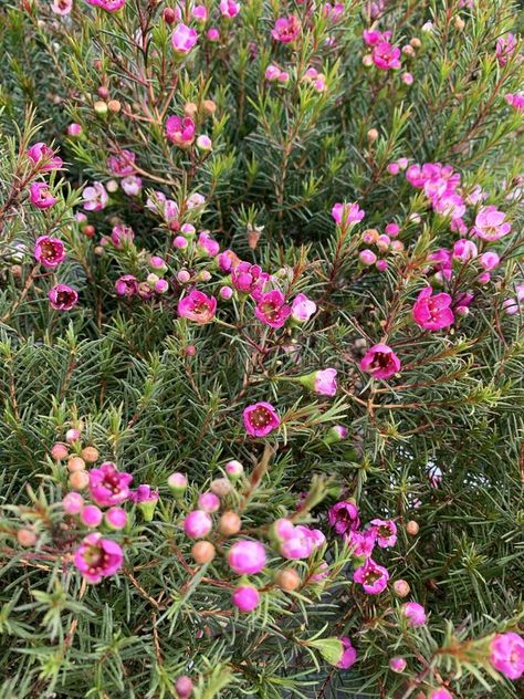 Chamelaucium uncinatum plant. stock photos Chamelaucium Uncinatum, Photos Plant, Evergreen Garden, Western Australia, Garden Plants, Stock Images, Australia, Stock Photos, Plants