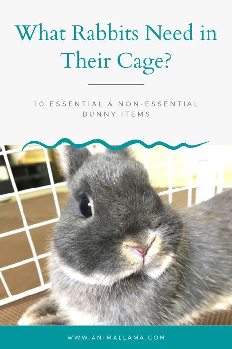 What pet rabbits need in their cage Rabbit Cage Setup, Indoor Rabbit Cage Ideas, Rabbit Hacks, Rabbit Supplies, Rabbit Cage Ideas, Rabbit Set Up Indoor, Rabbit Essentials, Bunny Hacks, Pet Bunny Set Up