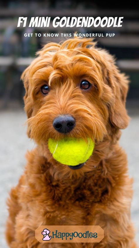 F1 Mini Goldendoodle, Mini Golden Doodle, Doodle Dogs, Mini Doodle, Doodle Puppy, Mini Goldendoodle, Golden Doodle, Goldendoodle Puppy, Doodle Dog