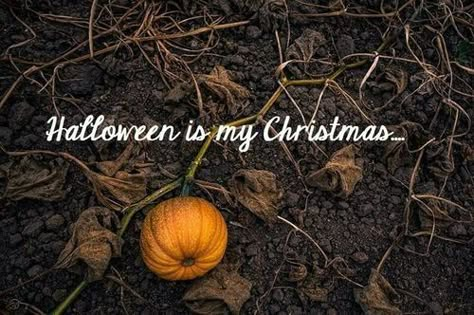 Halloween is my Christmas quotes quote halloween christmas halloween pictures happy halloween halloween quotes Horizontal Wallpaper, Happy Haunting, Samhain Halloween, Halloween Memes, Halloween Queen, Halloween 3, Halloween Quotes, Halloween Pictures, Halloween Signs