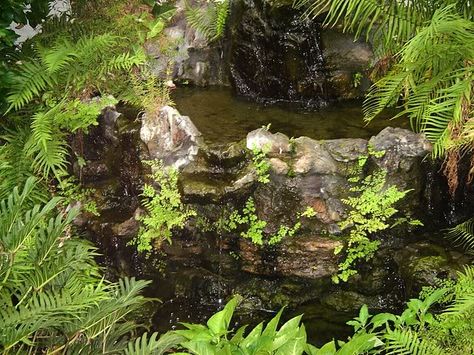 plants in the waterfall Paludarium Waterfall Aquascaping, Vivarium Waterfall, Paludarium Waterfall, Waterfall Terrarium, Paludarium Ideas, Dart Frog Terrarium, Rainforest Waterfall, Frog Terrarium, Diy Fish Tank