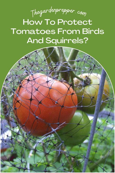 how to protect tomatoes from birds and squirrels Protect Tomato Plants From Animals, Garden Squirrel Protection, Starting Vegetable Seeds, Cherry Tomato Plant, Growing Mint, Bird Repellents, Fruit Bushes, Bird Netting, Garden Netting