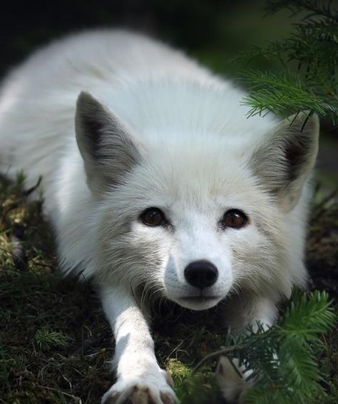 Snow Fox Aesthetic, Artic Fox Aesthetic, Arctic Fox Aesthetic, White Fox Aesthetic, White Fox Art, White Foxes, Tree Sapling, Arctic Foxes, Fox White