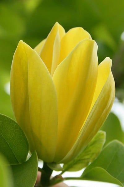 Wilson Bros Gardens September 26 · No, it's not a tulip! It's the Yellow Bird Magnolia flower!! Office Sunroom, Maximalist Floral, Yellow Magnolia, Fringe Tree, Eastern Redbud, Myrtle Tree, Garden Corner, Natural Inspiration, Plant House