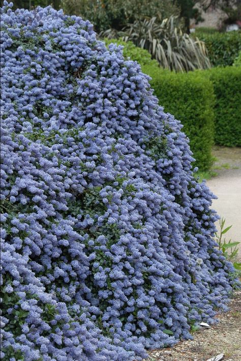 Ceanothus Thyrsiflorus, Victoria Island, Farm And Garden, Tree Flowers, Blue Garden, Magical Garden, Gardening Flowers, Beer Garden, Composting