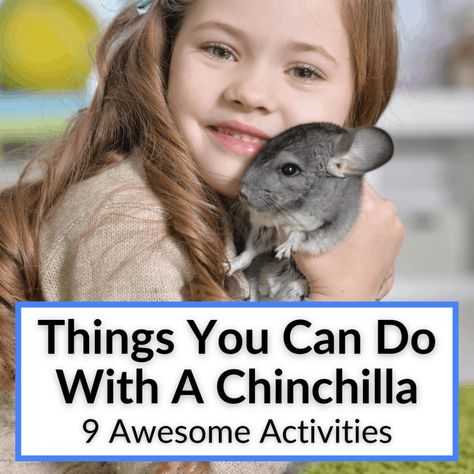 Chinchilla Fleece Accessories Diy, Chinchilla Play Area, Chinchilla Enrichment, Chinchilla Cage Ideas Diy, Chinchilla Cage Ideas, Diy Chinchilla Toys, Chinchilla Care, Chinchilla Cute, Chinchilla Toys