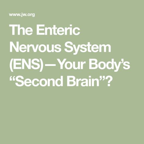 The Enteric Nervous System (ENS)—Your Body’s “Second Brain”? Sympathetic Nervous System Overactive, Sympathetic Nervous System, Enteric Nervous System, Second Brain, Skin Natural Remedies, Muscle Contraction, Health Heal, Vagus Nerve, Nerve Cell