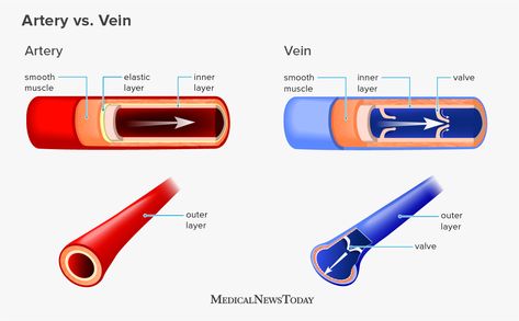 What is the difference between an artery and a vein? Veins And Arteries Diagram, Heart Veins, Arterial Line, Unclog Arteries, Basic Anatomy And Physiology, Arteries And Veins, Study Apps, Medical Student Study, Cardiac Nursing