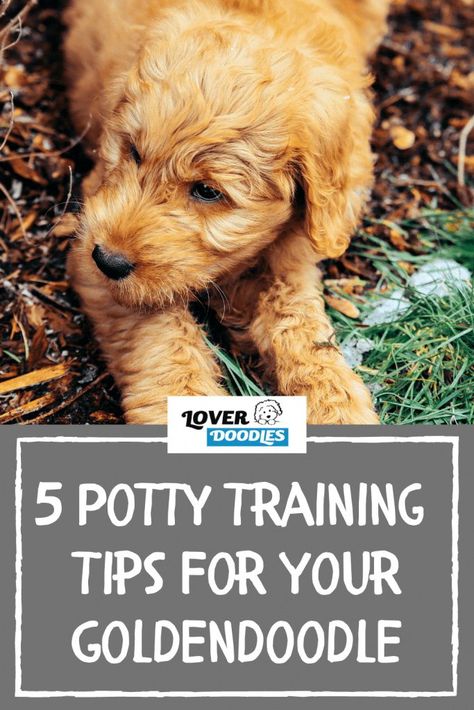 Golden Doodle Training Tips, Training Goldendoodle Puppy, Rocky Training, Potty Training Puppies, Goldendoodle Training, Teddy Bear Goldendoodle, Mini Goldendoodles, Daisy Doodle, Goldendoodle Grooming