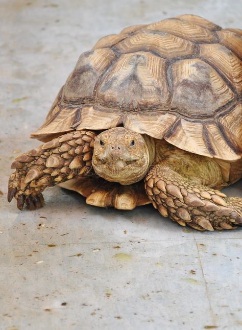 Tortoise Aesthetic, African Forest, Turtle Shells, Kawaii Turtle, Building Details, Leopard Tortoise, African Leopard, Cute Tortoise, Tortoise Care