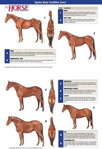 Descriptions and illustrations of body condition scores for horses based on the Henneke body condition scale. Equine Studies, Horse Judging, Horse Study, Equine Anatomy, Horse Nutrition, Equine Veterinary, Equine Nutrition, Healthy Horses, Horse Knowledge