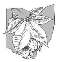 Buckeye Leaf Tattoo, Buckeye Tattoo, Buckeye Leaf, Botanical Tattoos, Leaf Tattoo, Botanical Tattoo, Leaf Tattoos, Ohio, Tattoo Ideas