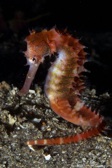 Thorny Seahorse, Apo Island, Seahorses, Sea Monsters, Life Images, Resort Spa, Marine Life, Natural World, Under The Sea