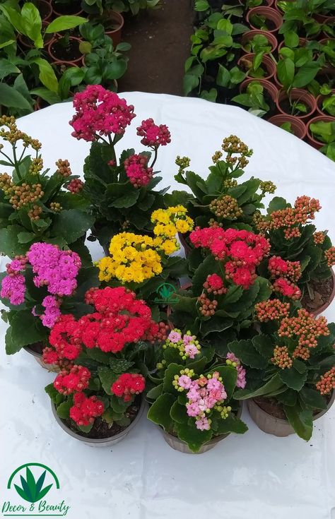 Kalanchoes are low-maintenance house plants and are very easy to care for. Kalanchoe Plant Care, Kalanchoe Plant, Low Maintenance House Plants, Kalanchoe Blossfeldiana, Hair Styling, Plant Care, Low Maintenance, Garden Plants, House Plants