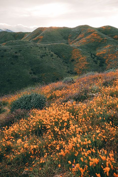 Golden Poppies during super bloom in Walker Canyon near Lake Elsinore | Where to find the best wildflowers in Southern California Poppies Drawing, Poppies Poem, California Flowers, Landscape Ideas Front Yard Curb Appeal, Super Bloom, California Poppies, Landscape Edging, Landscape Paintings Acrylic, Nature Landscape