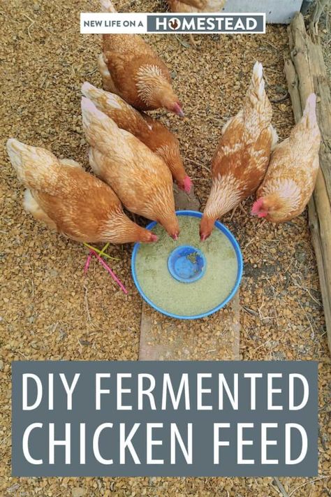 Fermented Chicken Feed, Chicken Feed Diy, Fermenting Chicken Feed, Egg Laying Chickens, Chicken Tractors, Backyard Chicken Farming, Raising Backyard Chickens, Chicken Garden, Keeping Chickens