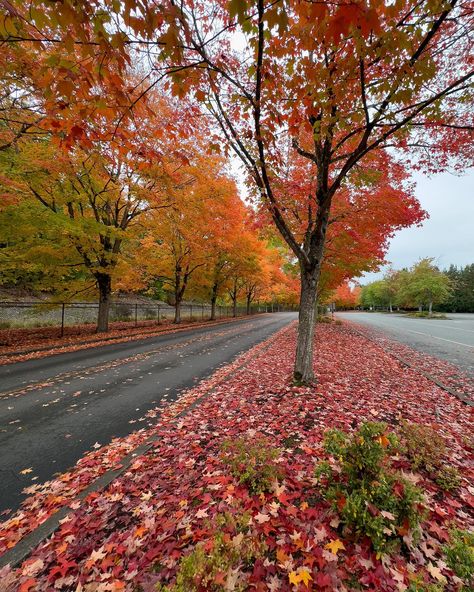 What’s your favorite autumn-color view that you can get to easily? This is mine! Gene Coulon Park in Renton, Washington (greater Seattle area) is my favorite accessible area to see amazing fall colors. It’s this colorful every year, so it definitely attracts a crowd… but if you go in the morning during the week, you can catch some quiet views like this. #autumnvibes #onlyinwashington #onlyinwashingtonstate #visitseattle #rentonwashington #bestofseattle #seattleautumn #pnwvibes #pnwfall ... Renton Washington, Visit Seattle, Fall Vibes, In The Morning, The Morning, Fall Colors, Seattle, Washington, My Favorite