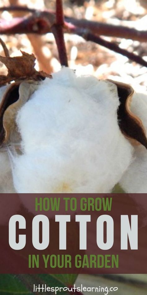 Growing Cotton From Seed, How To Grow Cotton, Tuscan Patio, Grow Cotton, Okra Plant, Growing Cotton, Small Farming, Cotton Bolls, Kitchen Gardening