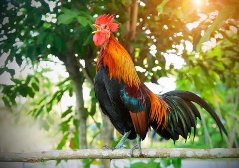 Why Do Roosters Crow? Here Are a Few Explanations Rooster Crowing, Crowing Rooster, Kindness To Animals, Farmers Almanac, Old Farmers Almanac, Factory Farming, Green City, Chickens Backyard, The Morning