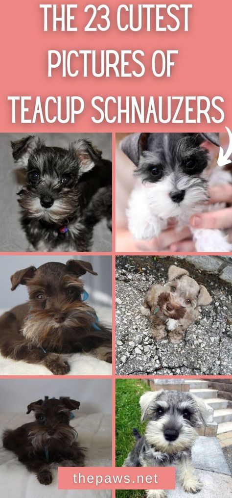 Toy Schnauzer Puppies, Teacup Schnauzer, Schnauzer Cut, White Miniature Schnauzer, Toy Schnauzer, Schnauzer Print, Schnauzer Grooming, Mini Schnauzer Puppies, Pom Mom