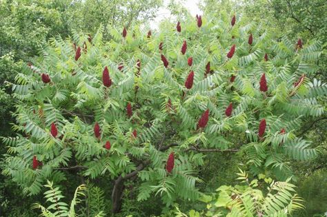 Staghorn Sumac edible berries Rhus Typhina, Edible Berries, Staghorn Sumac, Permaculture Gardening, Specimen Trees, Garden Shrubs, Wildflower Garden, Native Garden, Diy Pergola