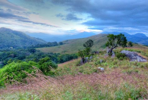 Forests in Karnataka, India (source: wiki Thorn Forest, Deciduous Forest, Book Art Projects, India Photo, Western Australia, Cover Photos, South America, Scrubs, Wild Flowers