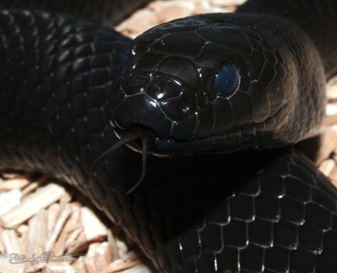 Black Snake Aesthetic, Goth Animals, Mexican Black Kingsnake, Goddess Of The Underworld, King Snake, Reptile Room, Fallen Soldier, King Cobra, White Snake