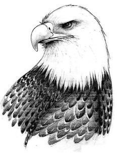 Eagle Drawings, Eagle Sketch, Bald Eagle Tattoos, Wood Burning Patterns Stencil, Eagle Drawing, Eagle Painting, Bird Sketch, Bird Drawing, Eagle Tattoos