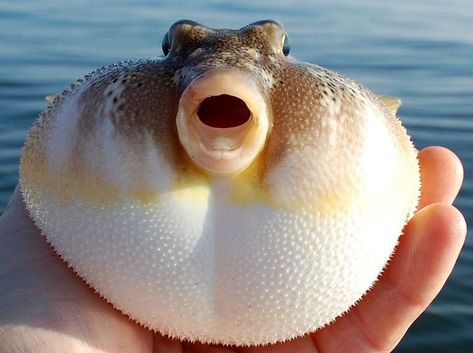 Creepy Fish, Silly Fish, Water Creatures, Salt Water Fish, Deep Sea Creatures, Weird Fish, Puffer Fish, Beautiful Sea Creatures, Cute Fish