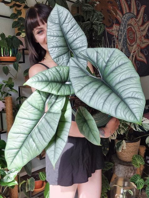 #alocasia #alocasiaplatinum #bigplants #rareplants #alocasiacollector #rarealocasia #Houseplants | #houseplant | #plants | #foliage | #leaf | #leaves | #plantaesthetic | #plantidea | #plantspiration | #planttrend | #trending | plantvibes | #green life | #indoorjungle | #indoorgardening | #plantguide | #planthack | #plantspiration #indoorjungle #rareplants #variegatedplants #houseplantaesthetic #indoorgardening Alocasia Platinum, Twilight Dr, Miniature Orchids, Plant Wishlist, Plant Goals, Plants Are Friends, Inside Plants, My Queen, Plants Garden