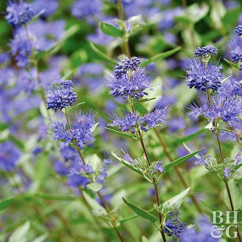 Bluebeard Blue Bushes, Berry Bushes, Foundation Planting, Crape Myrtle, Butterfly Bush, Rose Trees, Shade Trees, Attract Butterflies, Flowering Shrubs