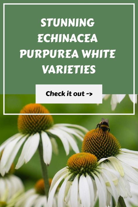 Stunning Echinacea Purpurea white varieties with a bee on one flower. Check it out. Coneflower Care, Red Echinacea, Coneflower Garden, Purple Coneflowers, Purple Coneflower, Echinacea Purpurea, Pale Purple, Soil Improvement, White Swan