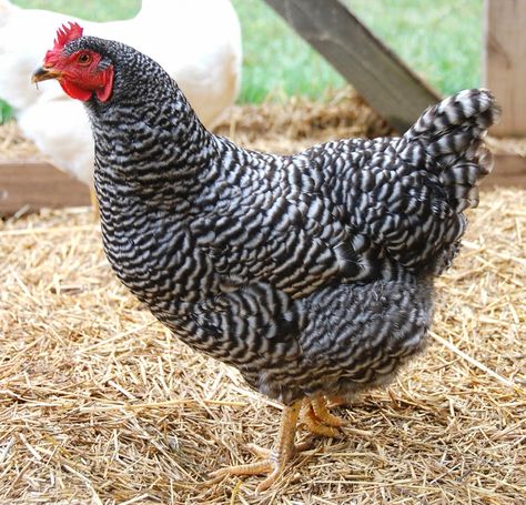 Chicken Husbandry, Cody Smith, Barred Rock Chickens, Plymouth Rock Chicken, Best Laying Chickens, Black And White Chickens, Urban Chicken Farming, Laying Chickens Breeds, Baby Chicks Raising