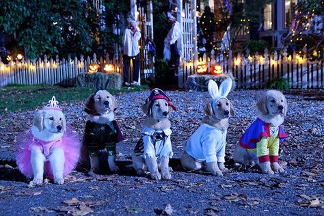 I'm a bunny-- duh...Spooky Buddies Air Buddies Movies, Spooky Buddies, Buddy Movie, Irish Wolfhound Dogs, Dog With A Blog, Dog Movies, Disney Gif, Good Buddy, Golden Retriever Puppy