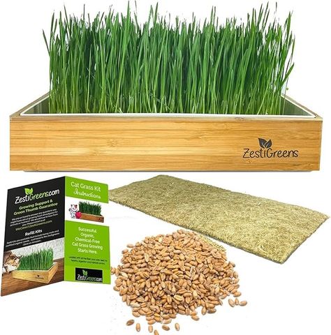 Amazon.com : Self-Watering Cat Grass Kit. Hands Down The Easiest Way to Grow Cat Grass. Everything Included to Grow a Large Crop of Delicious Cat Grass. : Patio, Lawn & Garden Grass Patio, Grass Growing, Cat Safe Plants, Types Of Grass, Cat Grass, Organic Soil, Indoor Cats, Dish Washer, Grow Kit