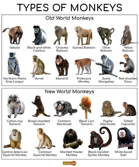 Monkey Facts, Types, Lifespan, Classification, Habitat, Pictures Different Types Of Monkeys, Monkey Breeds, Monkey Types, Marmoset Monkey, Animal Infographic, Types Of Monkeys, Monkey Pictures, Monkey Art, Pet Monkey