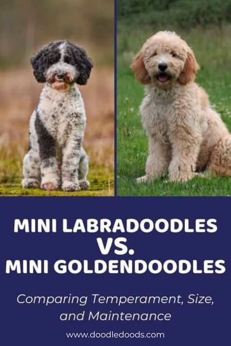 Mini Goldendoodle vs Mini Labradoodle Goldendoodle Full Grown, Doodle Tips, Labradoodle Vs Goldendoodle, Labradoodle Mini, Toy Goldendoodle, Mini Aussiedoodle, Mini Labradoodle, Labradoodle Miniature, Dog Breeding