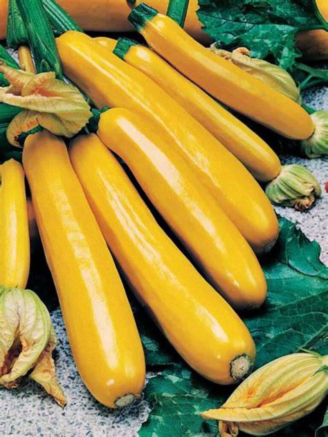 Golden Zucchini, Baby Squash, Yellow Fruits, Yellow Vegetables, Yellow Zucchini, Zucchini Plants, Green Zucchini, Summer Zucchini, Squash Seeds