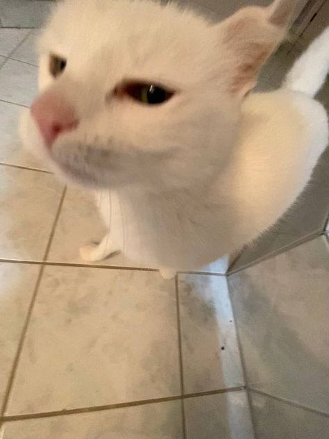 White Cats Funny, Silly White Cat, Goofy Cat Pfp, Goofy Cat Pictures, White Cat Pfp, Cat Goofy, White Cat Funny, Cat Rizz, Blond Cat